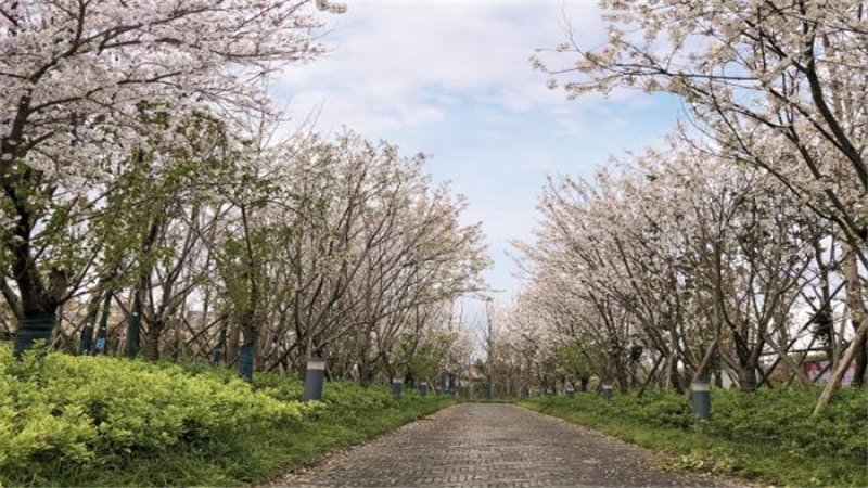 阡陌之美、田園之趣——簡析杉木路綠帶景觀設(shè)計項目